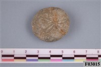 藏品(棘燈形海膽)的圖片